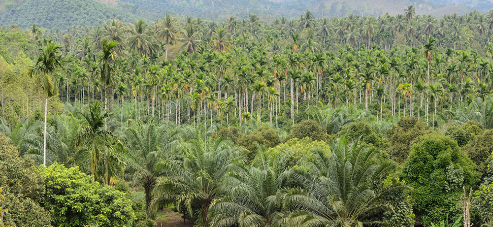 ProCapita, Headhunter Executive Search Recruiter for Plantations and Agriculture Natural Resources Indonesia